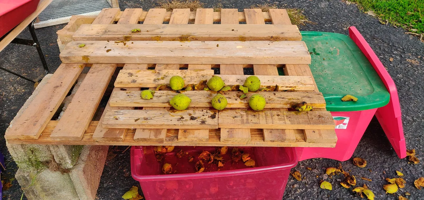 Gun Cabinet to Chicken Coop, Black Walnuts to Pies!