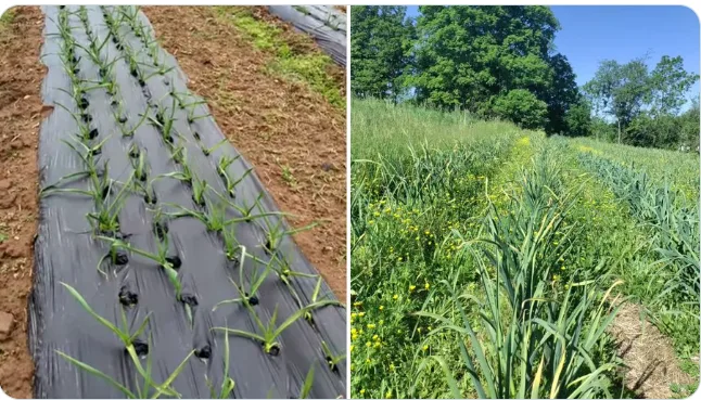 Garlic, No Chemicals, Plastic Film or Fertilizers: A Potent Blood Modifier and Antibacterial Agent