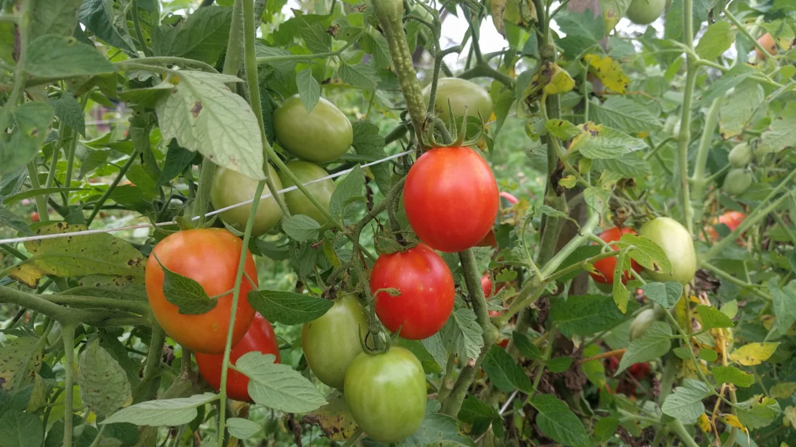 Canning Tomatoes on SALE: Chemical-free Heirloom, Vine & Sun Ripened Second Grade, with some imperfection, Ideal for canning