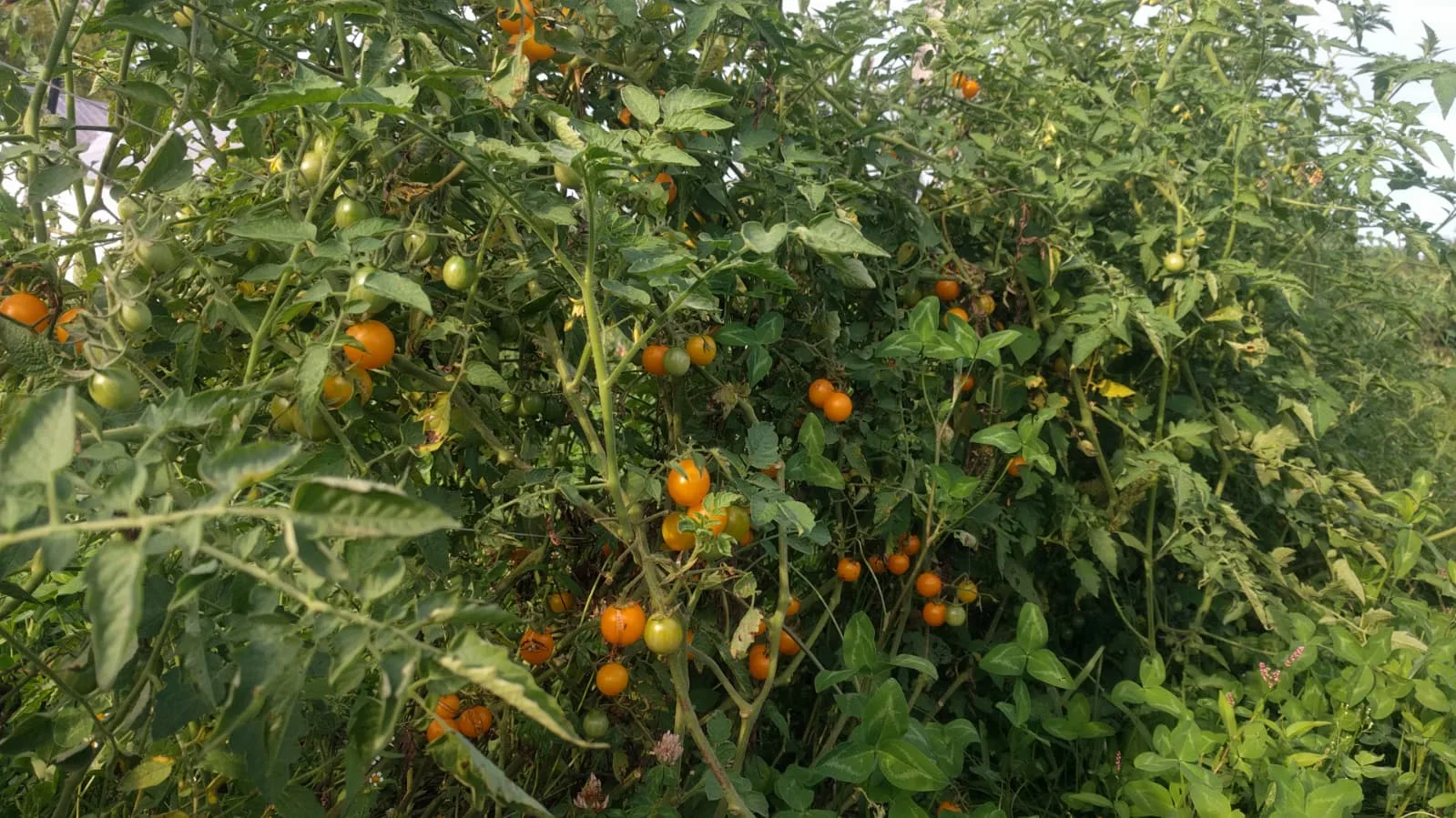 Cherry/Grape/plum Tomatoes on SALE: Yellow or Red, Chemical-free, Vine and Sun Ripened, Hand-picked Fresh and Local.