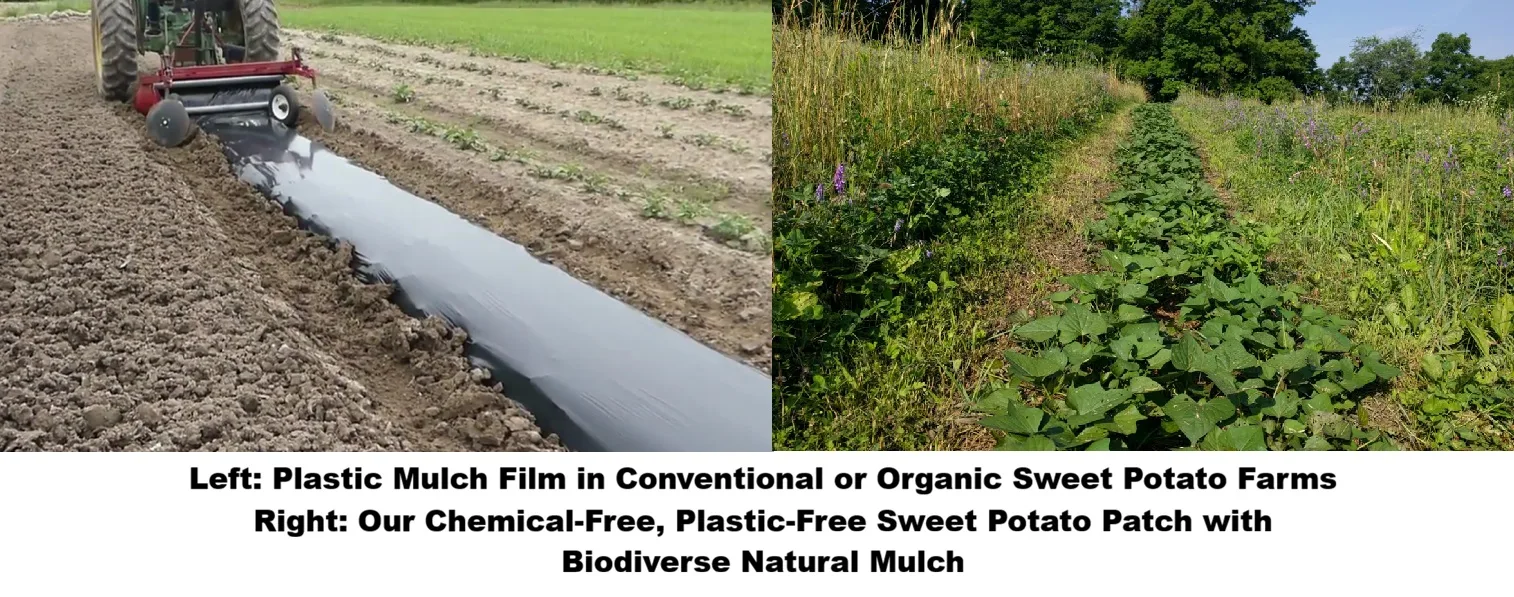 Sweet Potato Fingerlings, Premium , Grown Without Chemicals or Plastic Films: Heirloom Non GMO, Hand Cultivated and harvested, An Anti-inflammatory Powerhouse