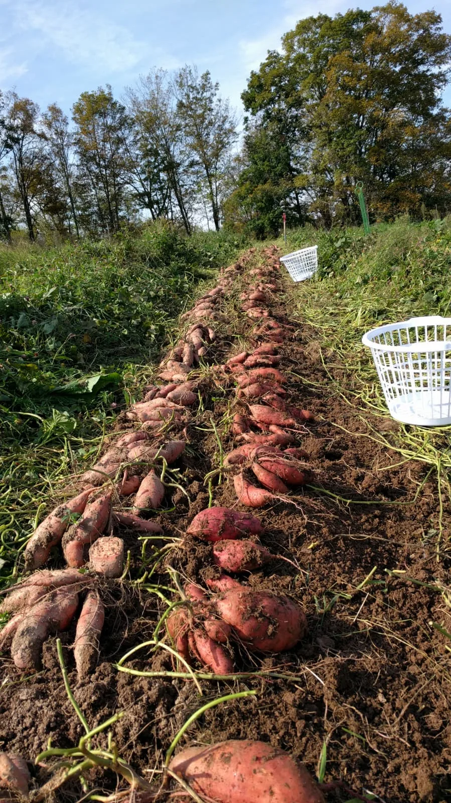 Sweet Potato, Premium , Best in PA: Grown Without Chemicals or Plastic Films: Heirloom Non GMO, Hand Cultivated and harvested