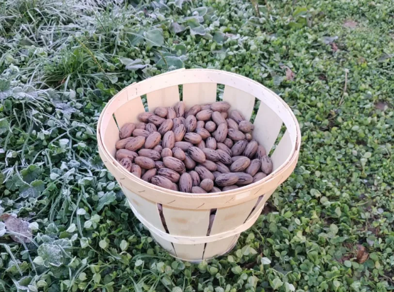 Bulk Pennsylvania Pecans, Fresh, Raw, Chemical-Free, The Heirloom Tree on an Amish farm Never Sprayed