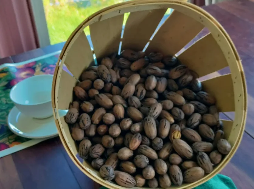 Bulk Pennsylvania Pecans, Fresh, Raw, Chemical-Free, The Heirloom Tree on an Amish farm Never Sprayed